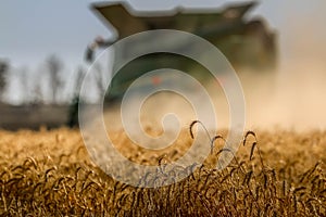 Closeup shot of golden wheat during a harvest on a rural field in Moree