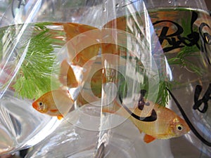 Closeup shot of goldfishes in a plastic bag