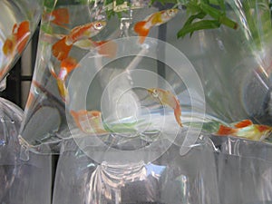 Closeup shot of goldfishes in a plastic bag