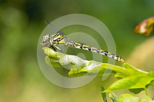 Closeup shot of a Gomphus pulchellus under the sunlight