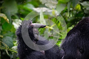 Closeup shot of a gorrila hand pointing at itself in a forest in Uganda