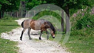 Closeup shot of a Gotland Russ breed horse grazing in the nature