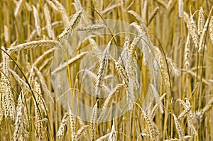 Closeup shot of grain field rye