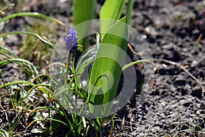 Closeup shot of grape hyacinth Muscari flowers in the garden