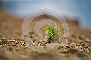 Closeup shot of grass on the shore of the Goldisthal pumped storage plant, Germany