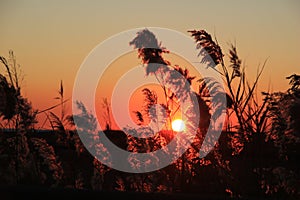 Closeup shot of a grassland silhouette in a sunset background