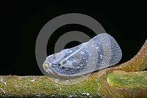 Closeup shot of a gray Citrus flatid planthopper standing on a green stem, with a black background