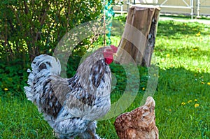 Closeup shot of a gray cochin rooster and brown hen walking on green grass