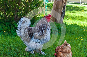 Closeup shot of a gray cochin rooster and brown hen walking on green grass