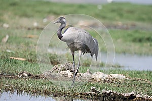 Closeup shot of a gray crane foraging on a swampy area