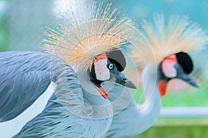 Closeup shot of a gray crowned crane in a park