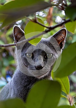 Closeup shot of a gray-furred cat perched amongst lush green foliage.