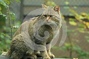 Closeup shot of a gray-furred wildcat, sitting on a wooden beam, surrounded by green trees