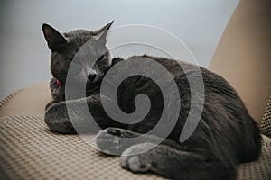 Closeup shot of a gray Korat cat lying on the brown sofa at home