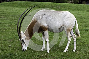 Closeup shot of a grazing horned oryx on a pasture