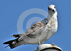 Closeup shot of great black-backed gull on the blue sky background