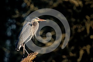 Closeup shot of a Great blue heron perched on a snapped tree