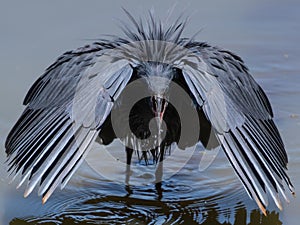 Closeup shot of a Great blue heron standing in water with open wings under the sunlight