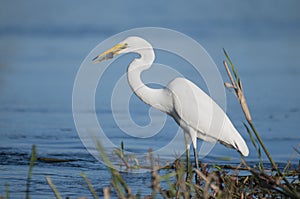 Closeup shot of a great egret bird enjoying its meal while standing in the lake water