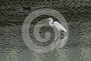 Closeup shot of a great egret bird standing in the water and eating a small fish
