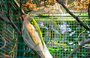 Closeup shot of the Great Taggecko lizard inside the cage