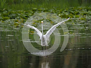 Closeup shot of a Great White Egret landing on the water in the daylight