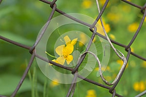 Closeup shot of a greater celandine behind a cyclone fence