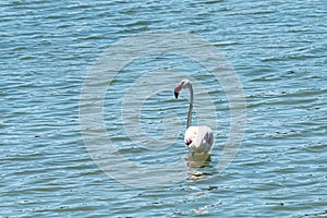 Closeup shot of a Greater flamingo in the water