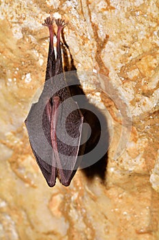 Closeup shot of the Greater mouse-eared bat ( Myotis myotis)