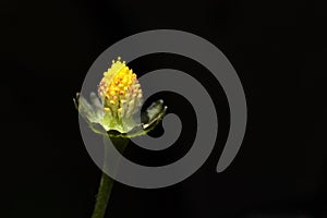 Closeup shot of a greater spearwort (Ranunculus lingua) against the black background
