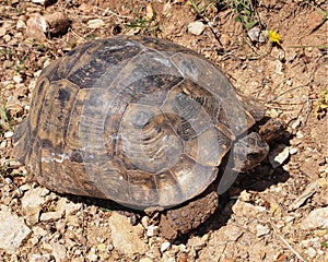 Closeup shot of a Greek tortoise (Testudo graeca) on the ground on a sunny day in Kabak Turkey
