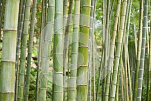 Closeup shot of green bamboo plants in a forest on a summer day, Kyoto, Japan