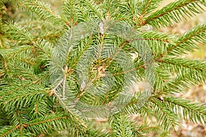 Closeup shot of the green branches of a fir tree