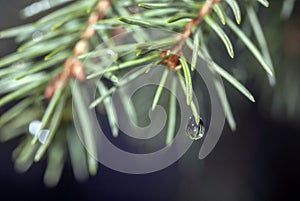 Closeup shot of the green branches of a fir tree with water dripping from one