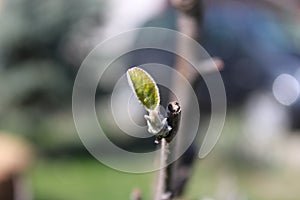 Closeup shot of a green budburst on a blurred background