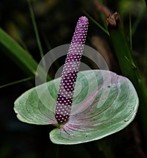 Closeup shot of a green calla flower with a long purple stamen