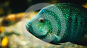 Closeup shot of a green cichlasoma fish inside a tropical aquarium