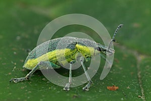 Closeup shot of a green-colored weevil on a green leaf, Chlorophanus viridis