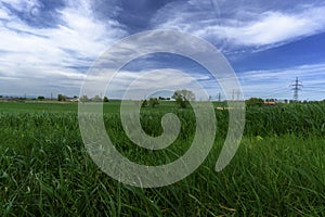 Closeup shot of a green field under a blue cloudy sky