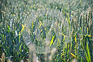 Closeup shot of the green field of wheat during daytime