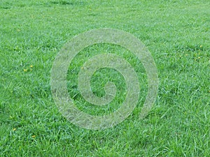 Green grass texture. Fresh, background. photo