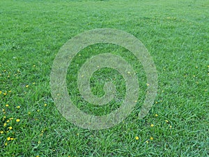 Green grass texture. Fresh, background. photo