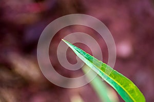 Closeup shot of a green grass blade on a blurred background