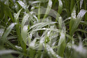 Closeup shot of green grass covered with dew drops in the early morning