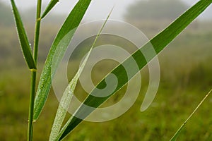 Closeup shot of green grass leaves against a blurry misty field