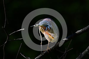 Closeup shot of a green heron preening while perched on a tree branch in the daylight