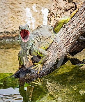 Closeup shot of a green iguana sitting on a piece of wood with an open mouth