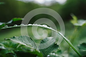 Closeup shot of a green leaf with tiny droplets of water with a blurred background