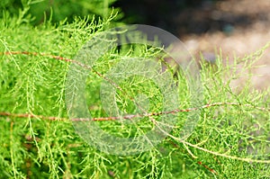 Closeup shot of green leaves of a shatavari plant