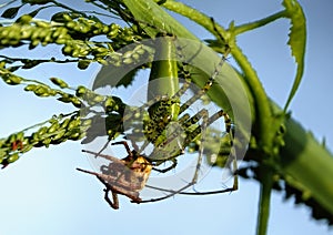 Closeup shot of a green lynx spider (Peucetia viridans) eating an insect on the plant